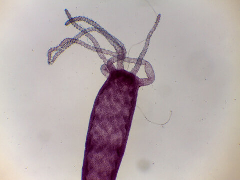 Hydra Freshwater Polyp Extended Tentacles Full Body View Light Microsc
