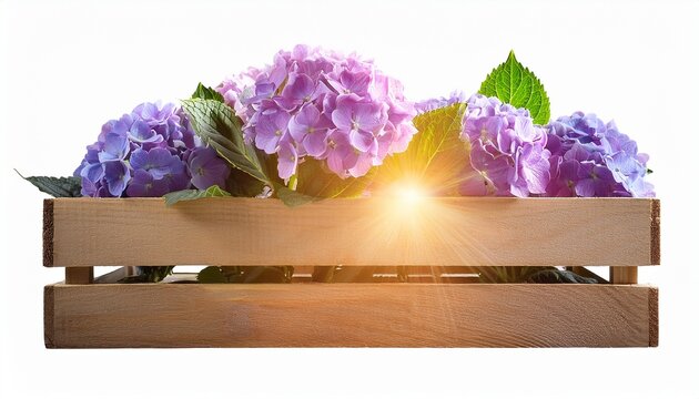 beautiful purple hydrangea flowers growing in pallet wood crate with sun ray isolated white background