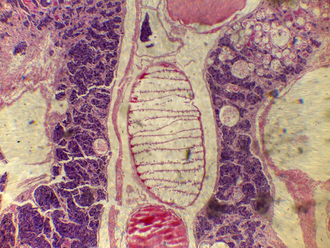 Sporocyst Monocyst Larval Trematode Stage Host Tissue Histology Microsc