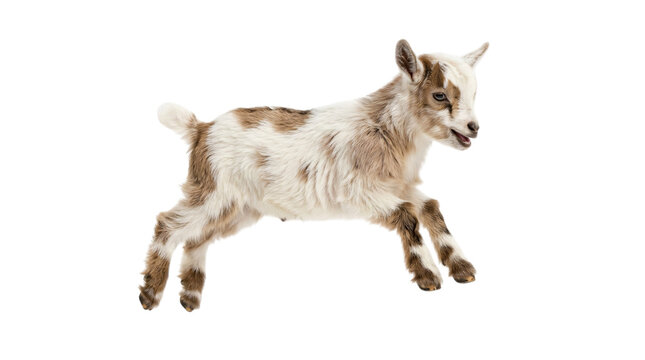 Cute brown and white baby goat running isolated on transparent background