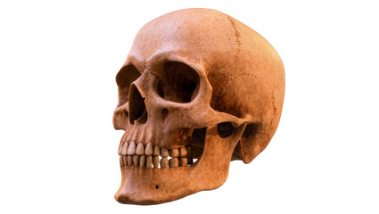 Human Skull Anatomy with Visible Teeth and Eye Sockets © Radovan