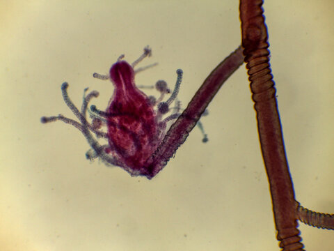 Pennaria Hydroid Gastrozooid Polyp Tentacles Stem Detail Light Microsc