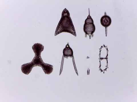 Radiolaria Diverse Siliceous Skeleton Morphology Collection Light Microsc