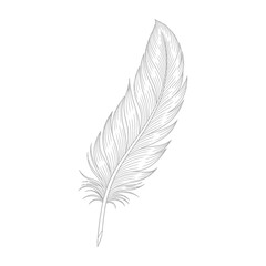 Obraz premium Elegant Feather Sketch, Delicate Plume Drawing, Minimalist Vector Art