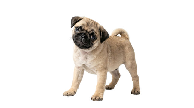 Cute pug dog standing isolated on transparent background
