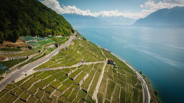 Aerial view of terraced Lavaux vineyards meeting the shimmering blue Lake Geneva, backed by distant Alps, Bourg-en-Lavaux, Vaud, Switzerland.