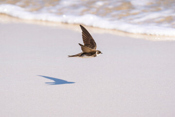 L'hirondelle en pleins vol © antoine