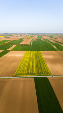 Aerial view of vibrant yellow fields creating striking patterns amidst the earthy brown and lush green agricultural landscape, Sremska Mitrovica, Vojvodina, Serbia.