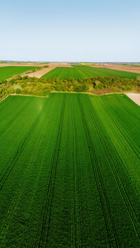 Aerial view of vibrant green agricultural fields stretching under a clear blue sky, marked by subtle tractor lines and a distant line of trees, Sremska Mitrovica, Serbia.