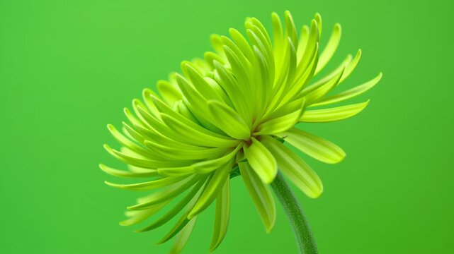 Close up of bright green chrysanthemum flower with smooth green background vibrant nature plant bloom