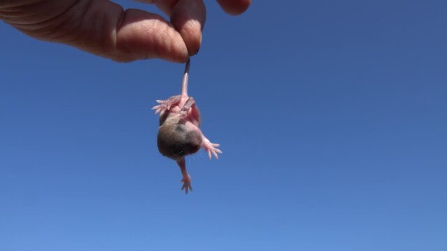 A seven day old baby of Norway rat (Rattus norvegicus) from a wild suburban population. Rodents should be held by the tail in order to protect themselves. Macro