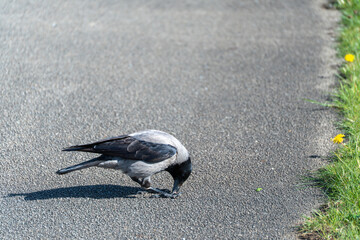 Obraz premium Crow pecks at the pavement near grassy edge. Sunlight casts sharp shadows across the asphalt. Yellow dandelions dot the roadside verge. The bird searches for food with focused intent