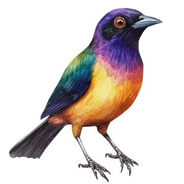 Bowerbird, charming watercolor vector with soft tones and graceful design, isolated on a white background.