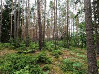 Fototapeta premium Deep green pine forest (Pinus) with young spruce (Picea) undergrowth. Natural woodland ecology, sustainable forestry, peaceful environment.