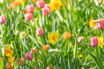 Obraz premium Spring blooms burst in vibrant hues across lush green grass. Pink tulips and yellow daffodils dance in morning sunlight. Nature's cheerful palette spreads joy through vivid, sunlit fields