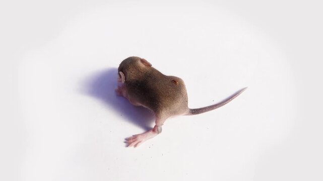 About seven day old baby of Norway rat (Rattus norvegicus) from wild suburban population. Northern rat flea (Xenopsylla cheopis) on wool as carrier of typhus. Baby on white background. Macro