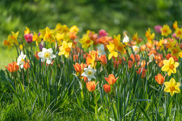 Obraz premium Vibrant daffodils and tulips bloom in a sunlit meadow. Bright petals glow against lush green grass. Spring's cheerful colors fill the garden scene. Nature's vivid display invites calm and joy