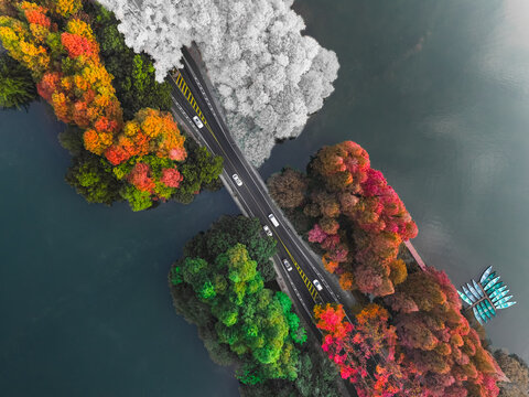 Aerial view of a vibrant autumn landscape with a bridge cutting through a forest of fiery reds, oranges, and stark white trees, over tranquil dark waters, Hang Zhou Shi, Zhe Jiang Sheng, China.