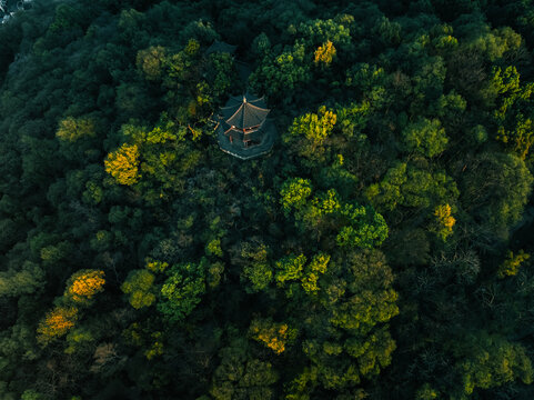 Aerial view of a serene traditional pagoda peeking through the rich tapestry of emerald and lime green canopy, bathed in soft golden light, Hang Zhou Shi, Zhe Jiang Sheng, China.