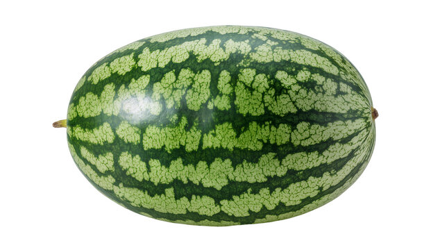 Large striped watermelon fruit with stem on a plain surface