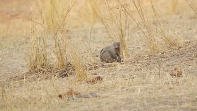 A banded mongoose (Mungos mungo) grooms its nether regions in the dry grassland before looking directly at the camera. A comical slow motion wildlife moment, Kruger National Park.