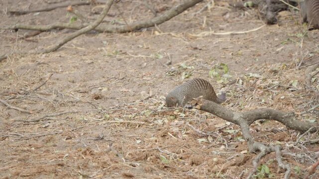 A banded mongoose (Mungos mungo) feeds on the dry forest floor among fallen branches and leaf litter in Kruger National Park, South Africa. Slow motion wildlife footage.