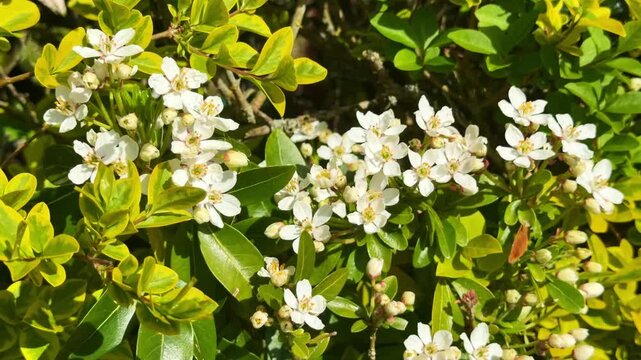 Close view of white spring flowers blooming on green hedge in sunlight with fresh natural atmosphere