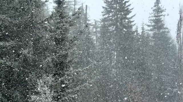 Beautiful white snow falling over a green forest background. Nature and weather scenery.