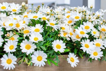 Obraz premium Paris daisy, marguerite or marguerite daisy (Argyranthemum frutescens). Summer garden inspiration for container plants.