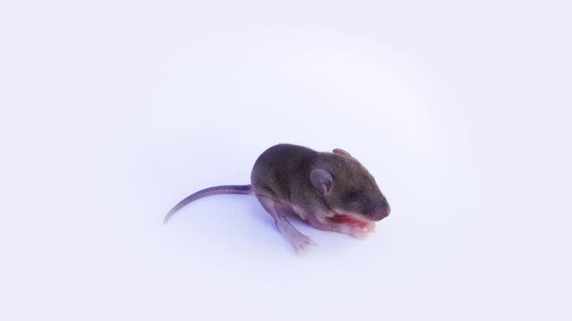 About seven day old baby of Norway rat (Rattus norvegicus) from wild suburban population. Northern rat flea (Xenopsylla cheopis) on wool as carrier of typhus. Baby on white background. Macro