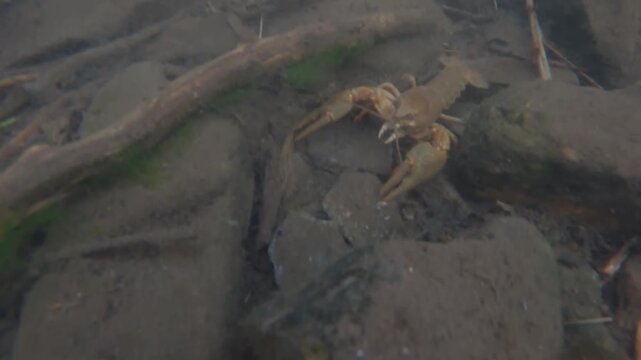 Wild freshwater crayfish (Astacoidea) crawling on stony riverbed in shallow clear stream. Macro wildlife nature shot.
