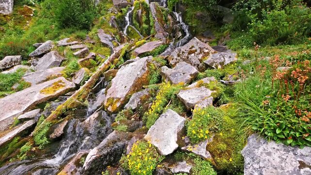 Footage of a small, rocky mountain stream flowing through an alpine meadow on the Bench and Snow Lakes Trail in Mount Rainier National Park, Washington. The scene features moss-covered rocks, yellow a