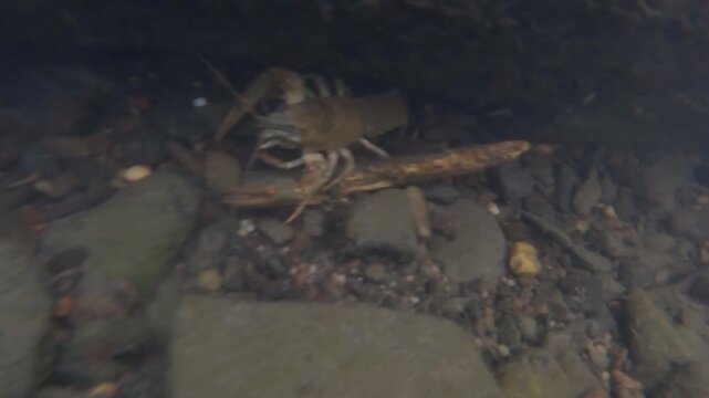 Wild freshwater crayfish (Astacoidea) crawling on stony riverbed in shallow clear stream. Macro wildlife nature shot.