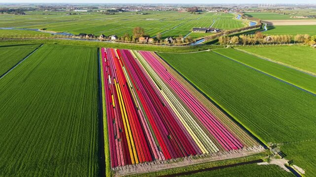 Aerial footage over a field of colorful tulips in the Netherlands