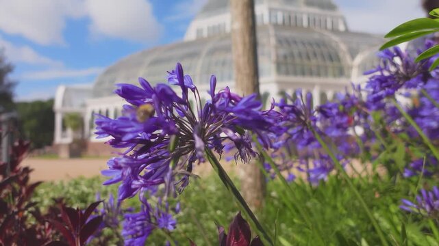 A bumblebee flies among agapanthus flowers near a greenhouse building on a sunny day. Nature and garden scene.