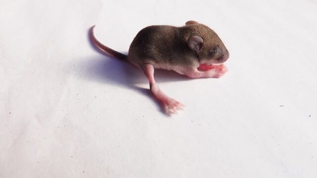About seven day old baby of Norway rat (Rattus norvegicus) from wild suburban population. Northern rat flea (Xenopsylla cheopis) on wool as carrier of typhus. Baby on white background. Macro