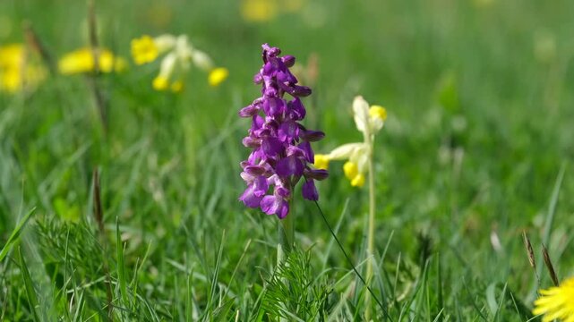 A vibrant purple coloured Green Winged Orchid flower growing in a meadow on a sunny Spring day, Worcestershire, England.