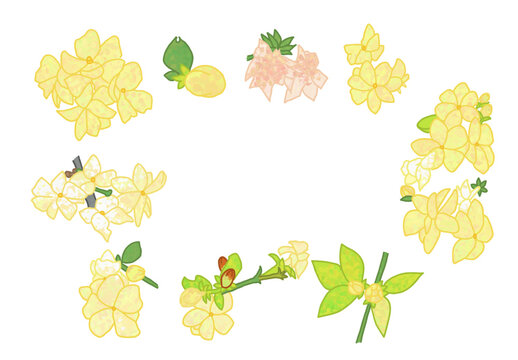 Jasminum mesnyi