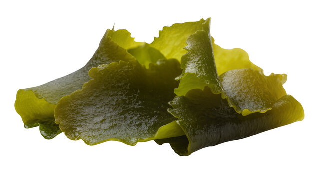 Wrinkled dark green seaweed sheet with white speckles