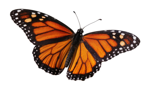 Orange Monarch Butterfly with Black Wing Spots and Antennae