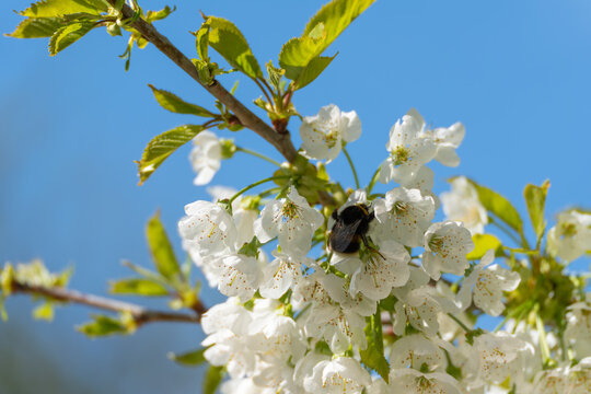 Black bee hovers near white blossoms. Soft green leaves frame delicate petals. Clear blue sky contrasts the floral scene. Spring blooms invite pollinators with sweet scent