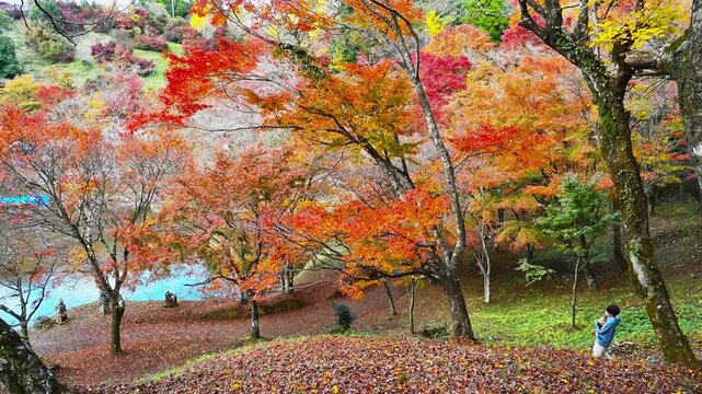 知る人ぞ知る大分の秘境。五感で楽しむ、燃えるような紅葉の森
「紅葉の中を散策する風景。色鮮やかなモミジと秋の陽光が美しい庭園の景色。 」
大分県豊後大野市朝地町(用作公園)
A forest of fiery autumn leaves to be enjoyed with all five senses.