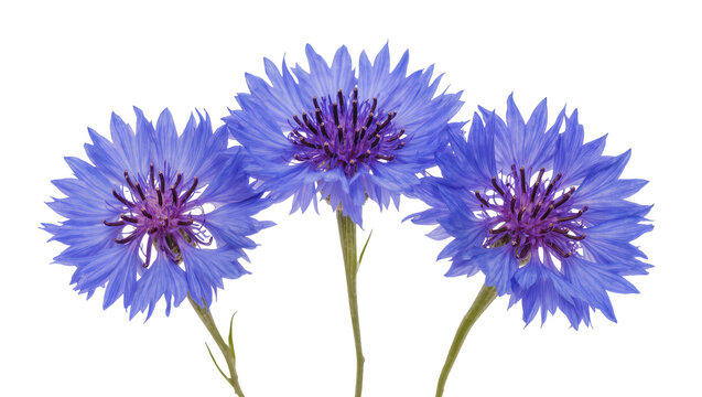 Vibrant Blue Cornflower Blossoms with Purple Centers and Green Stems