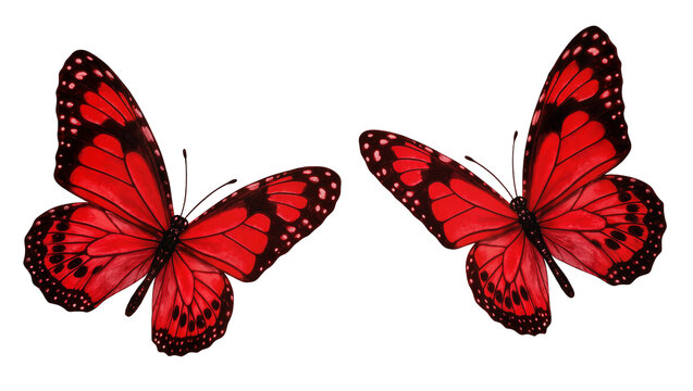 Crimson patterned butterflies pair with black borders and antennae