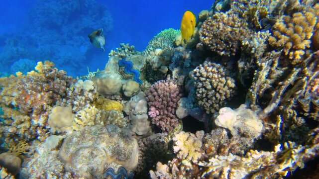 Underwater seascape on the coral reef in Red Sea, Egypt