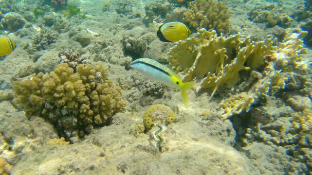 Underwater seascape on the coral reef in Red Sea, Egypt