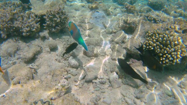 Underwater seascape on the coral reef in Red Sea, Egypt