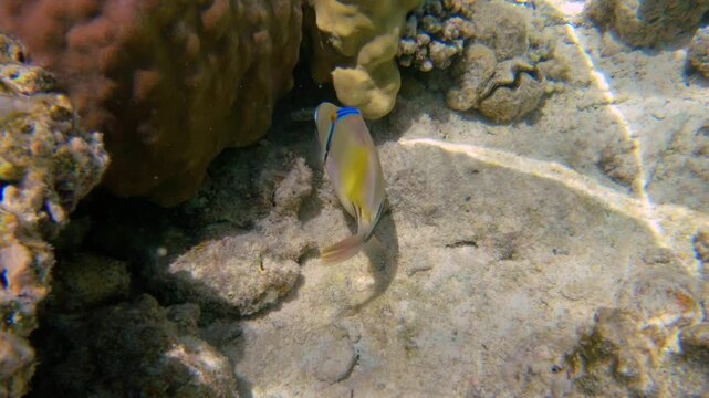 Underwater seascape on the coral reef in Red Sea, Egypt