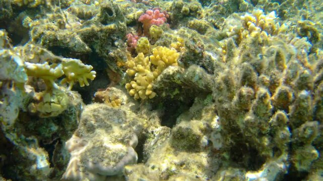 Underwater seascape on the coral reef in Red Sea, Egypt