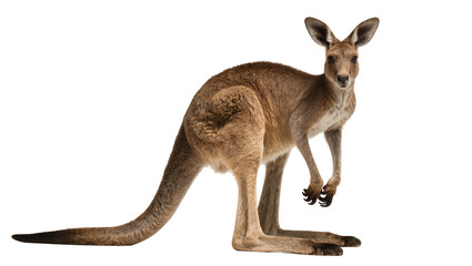 Brown kangaroo standing upright with long tail and large ears © Maros